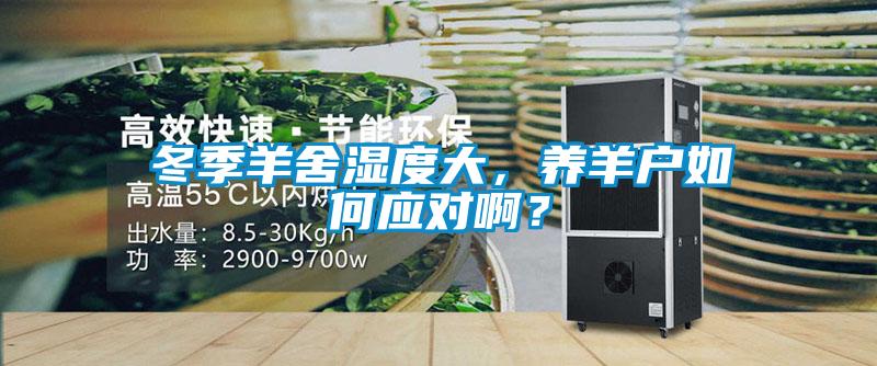 冬季羊舍濕度大，養羊戶如何應對??？