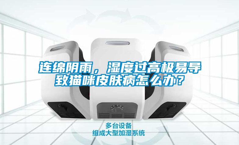 連綿陰雨，濕度過高極易導致貓咪皮膚病怎么辦？