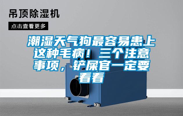 潮濕天氣狗最容易患上這種毛??！三個注意事項，鏟屎官一定要看看