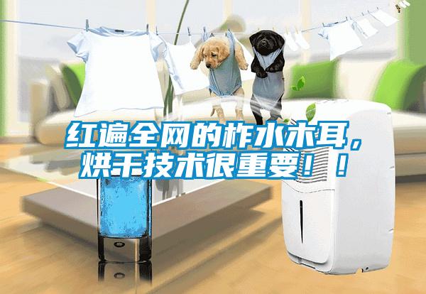 紅遍全網的柞水木耳，烘干技術很重要?。?/></p>
						    <p style=