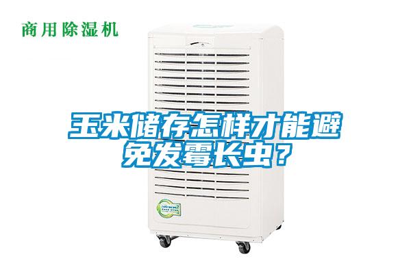 玉米儲存怎樣才能避免發霉長蟲？
