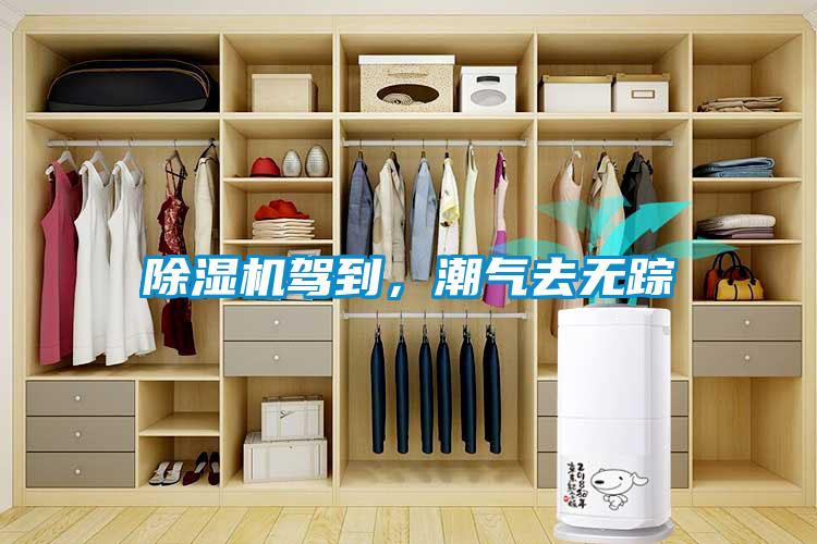 除濕機駕到,潮氣去無蹤